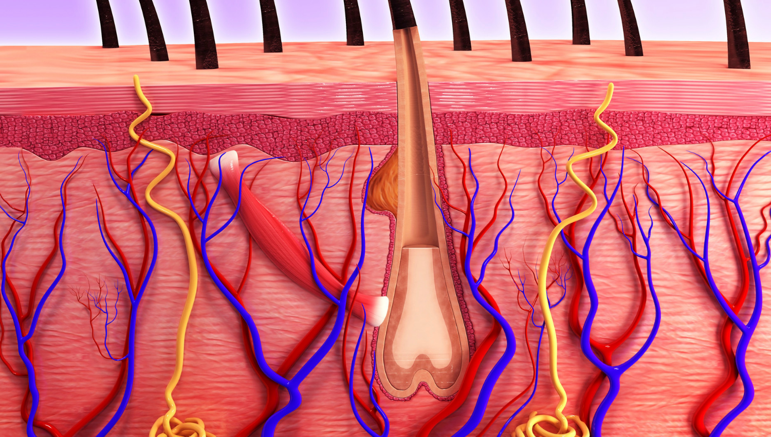 Illustration of human skin cross-section with hair follicle and blood vessels.