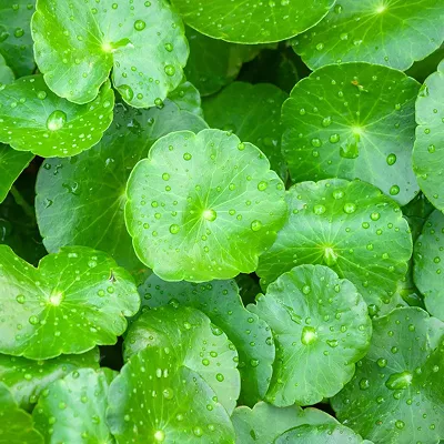 A close-up shot of bright green, round pennywort leaves covered in small water droplets.