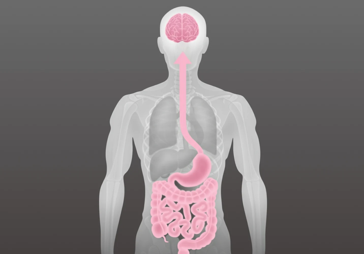 A diagram of the human body highlighting the digestive system and brain, with an arrow connecting them.
