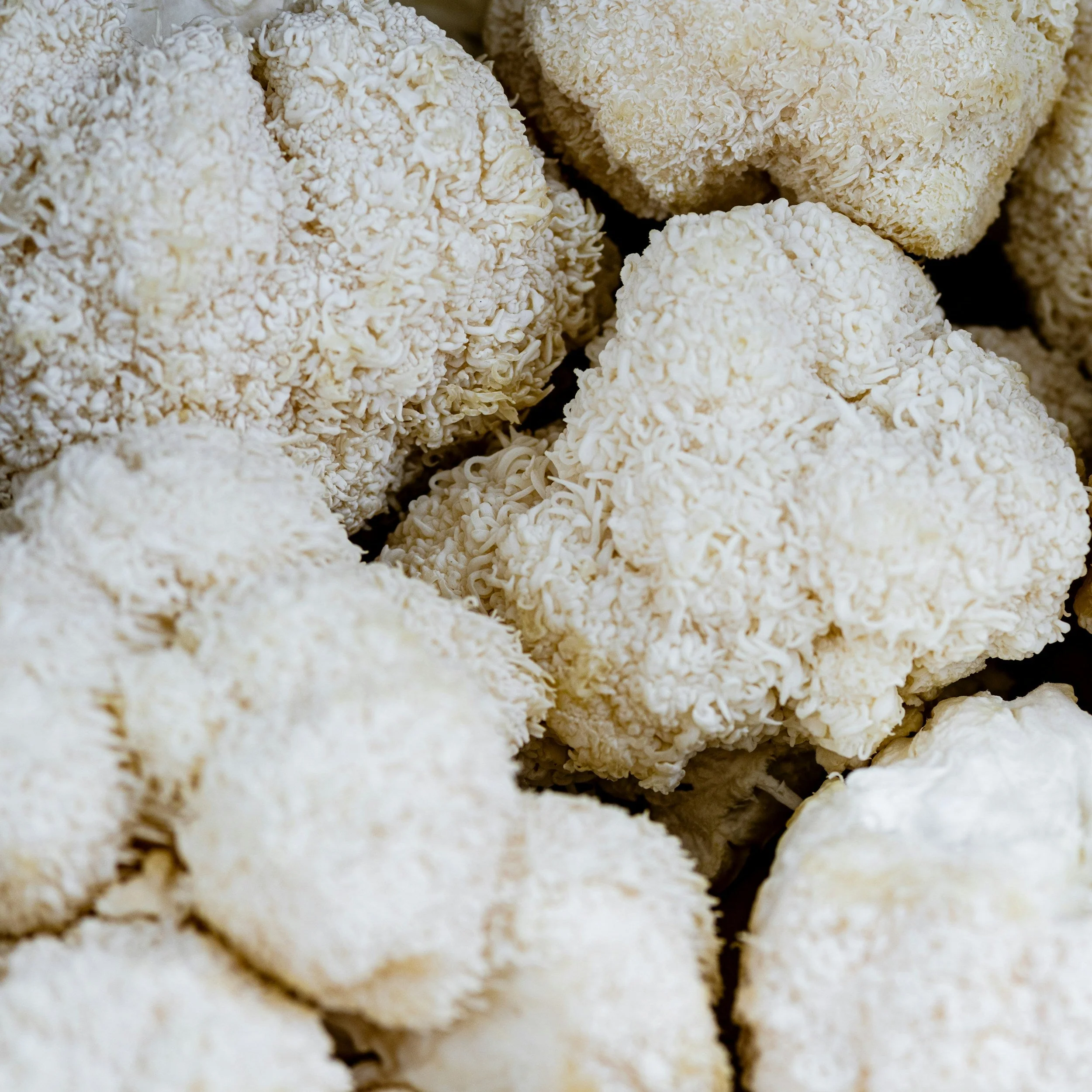 Close-up of white, curly, textured objects, possibly mushrooms.