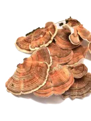 A small pile of dried, dark red hibiscus flowers on a white surface with a green background.
