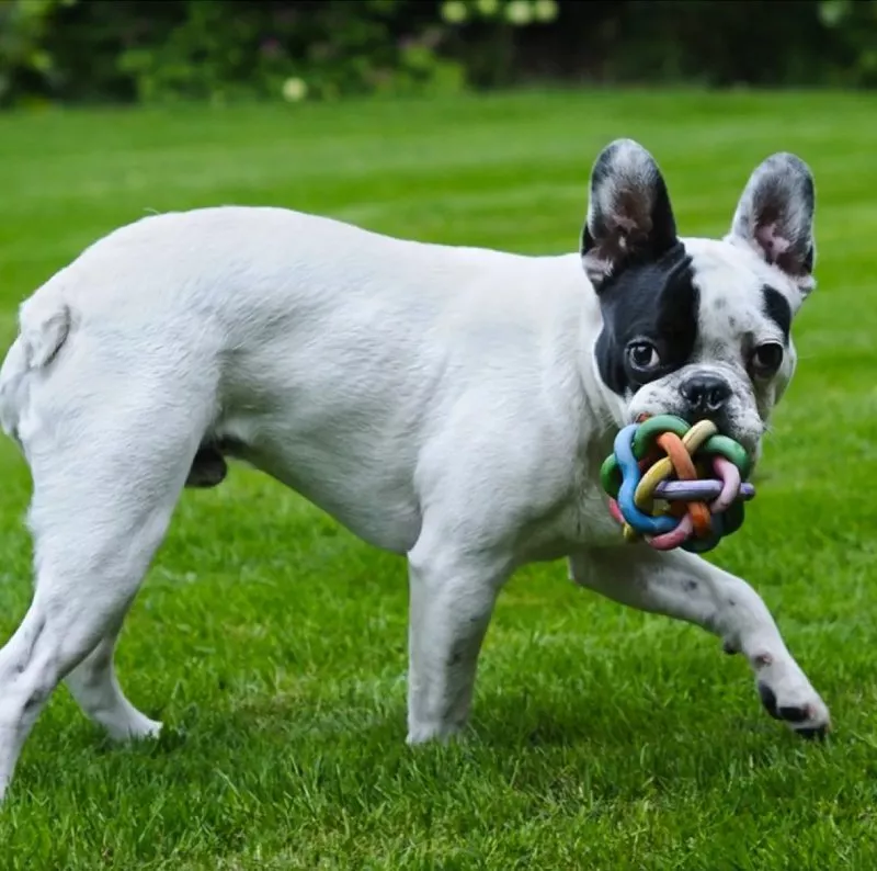 A playful white French bulldog interacts with a colorful toy, showcasing its joyful energy and curiosity.