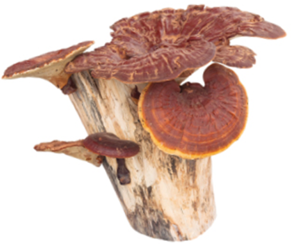 Brown mushrooms growing on a piece of wood.