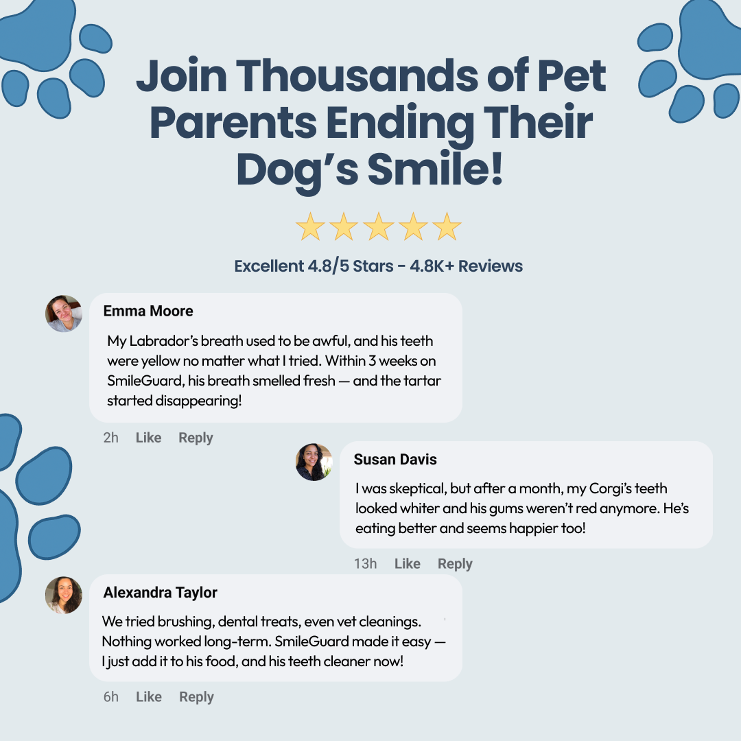 An advertisement for a dog dental product showing positive customer testimonials and a 4.8/5 star rating.