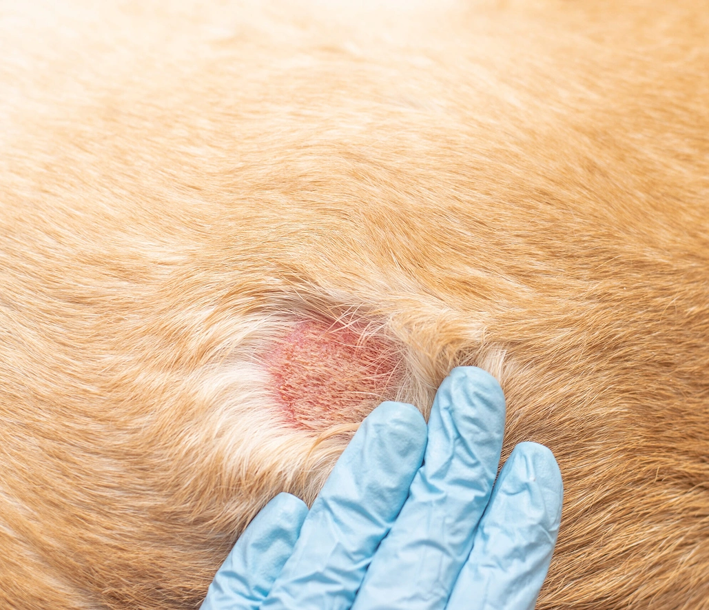 Gloved hand examining a patch of irritated skin on fur.