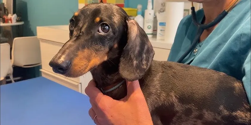 A brindle dachshund being held by a person in scrubs, likely a veterinarian, in an exam room.