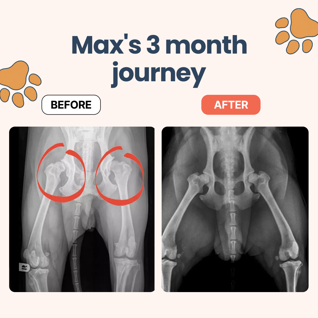 A before and after comparison of a dog's hip x-rays, showing significant improvement in the joints.