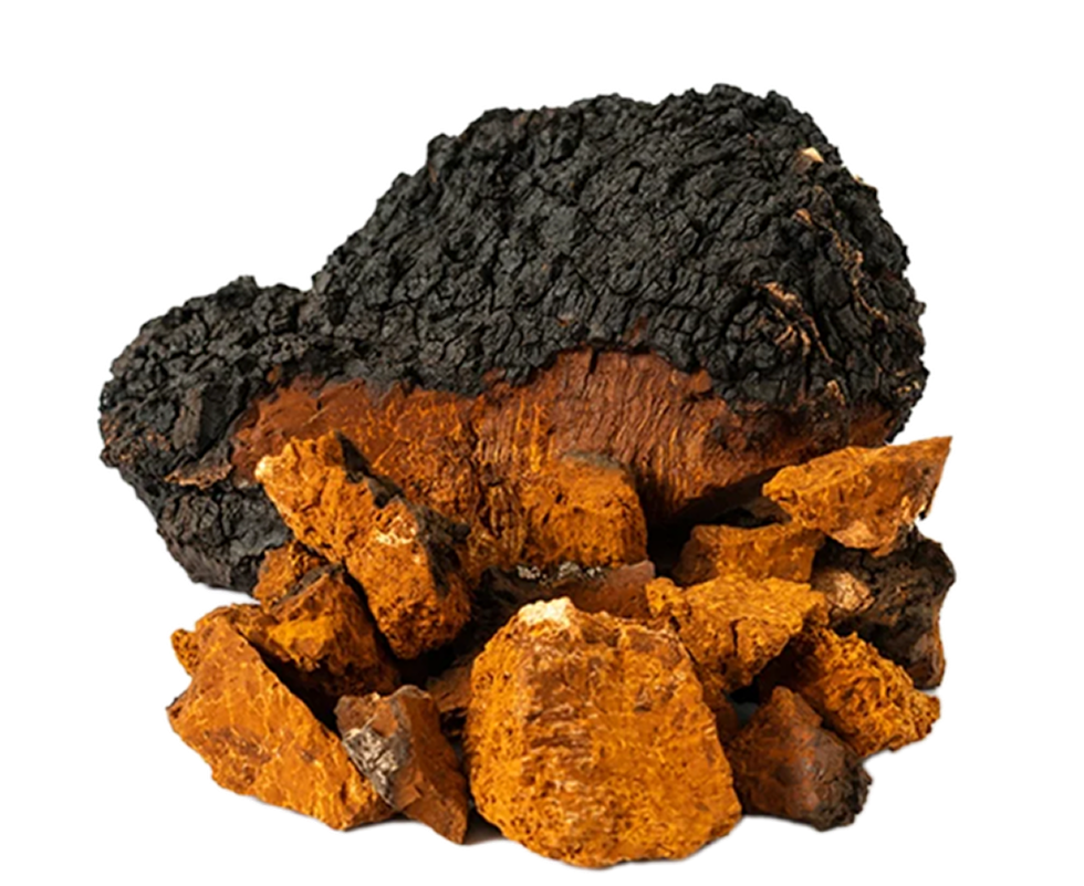 Chaga mushroom with dark, rough exterior and orange-brown interior.
