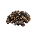 A clump of dark, fan-shaped turkey tail mushrooms isolated on a white background.