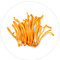 Cluster of orange mushrooms on a white background.