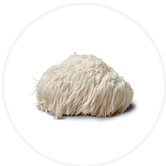White, fluffy, textured object resembling a mushroom on a plain background.