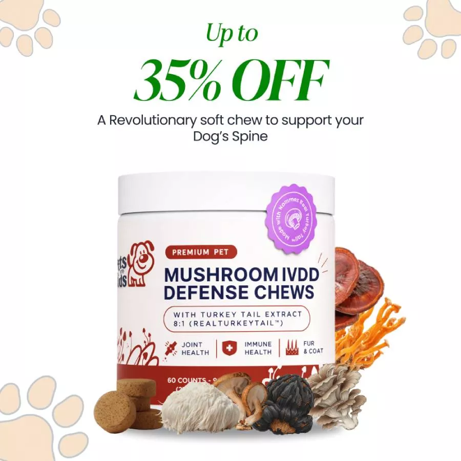 A tub of Mushroom IVDD Defense Chews for pets, surrounded by various mushrooms and the chews.