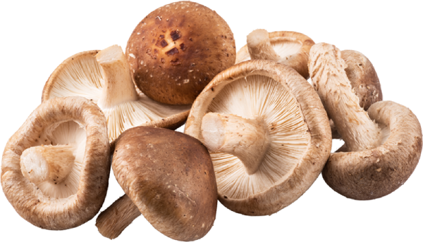 A group of fresh shiitake mushrooms on a white background.