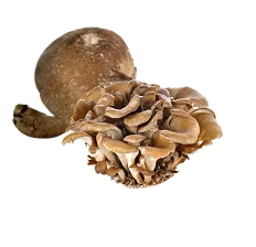 A cluster of brown mushrooms with a bulbous base and wavy caps.