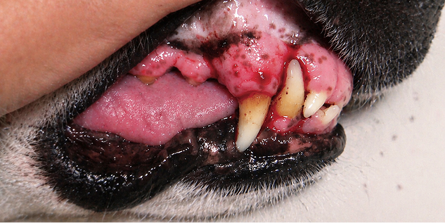 A close-up of a dog's mouth showing inflamed, swollen gums and discolored teeth.