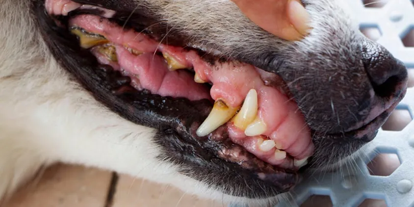 A close-up of a dog's mouth showing teeth with significant plaque and tartar buildup and inflamed gums.