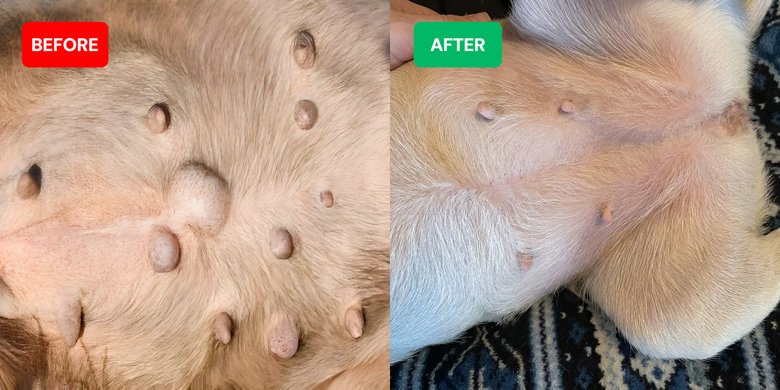 A before and after comparison showing a dog's belly with skin tags, and then with them removed.
