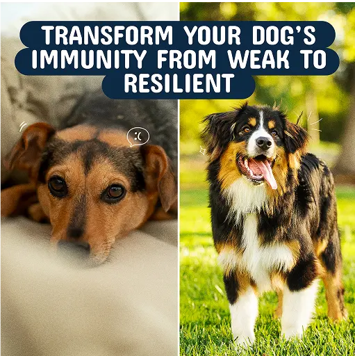 Two dogs side by side with text about improving dog immunity.