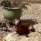 A small brown and white dog lies on a gravel surface in the sun next to a large planter.