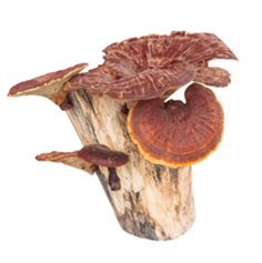 Cluster of brown mushrooms growing on a piece of wood.