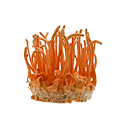 A cluster of bright orange, finger-like Cordyceps mushrooms against a white background.