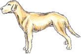Illustration of a standing yellow dog, side view.