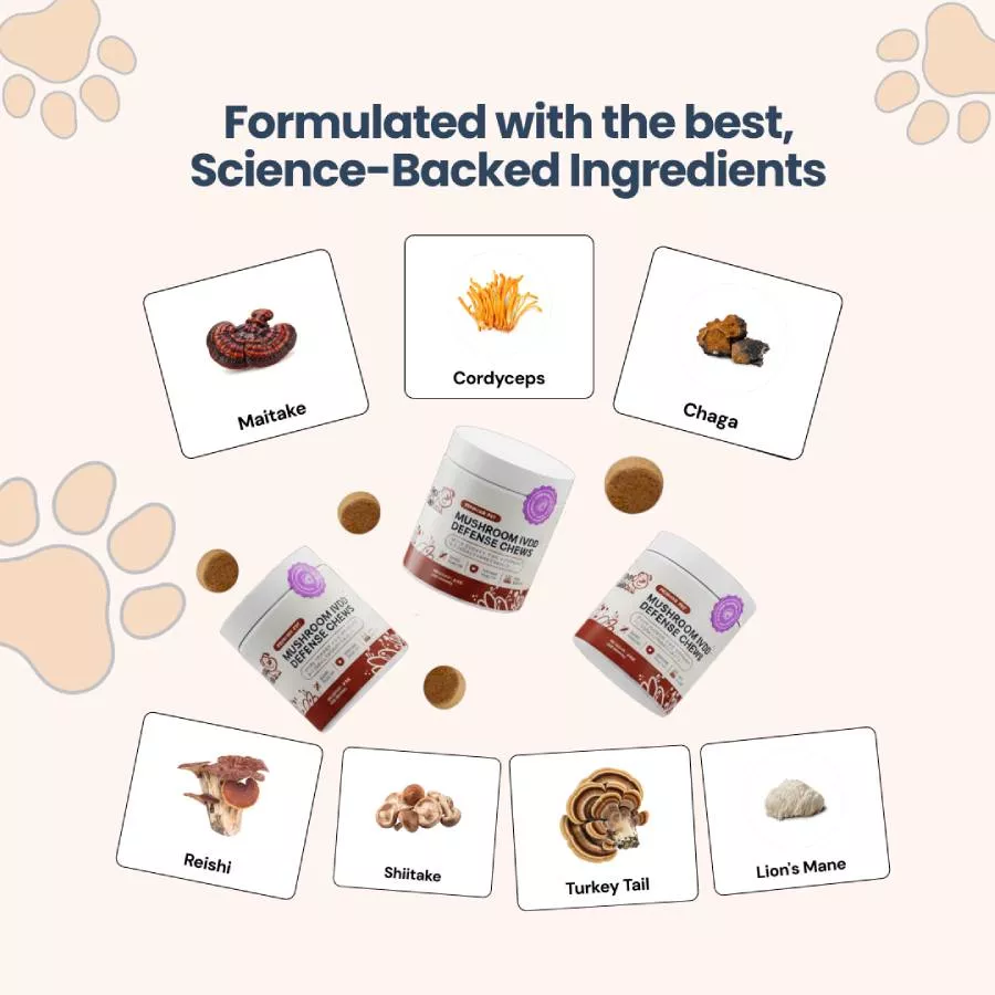 An infographic showing Mushroom Medley Defense Chews and its seven mushroom ingredients: Maitake, Cordyceps, Chaga, Reishi, Shiitake, Turkey Tail, and Lion's Mane.