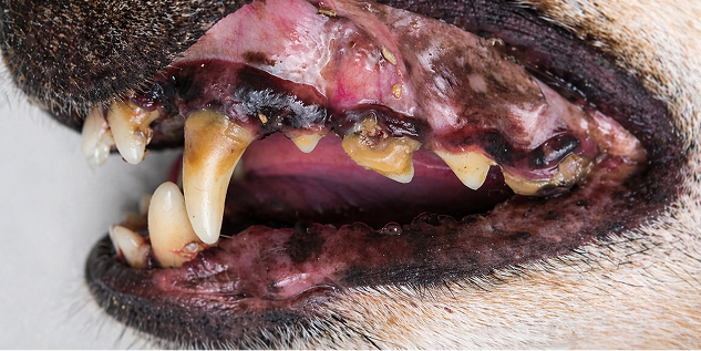 A close-up of a dog's mouth with severe plaque and tartar buildup on its teeth and inflamed gums.
