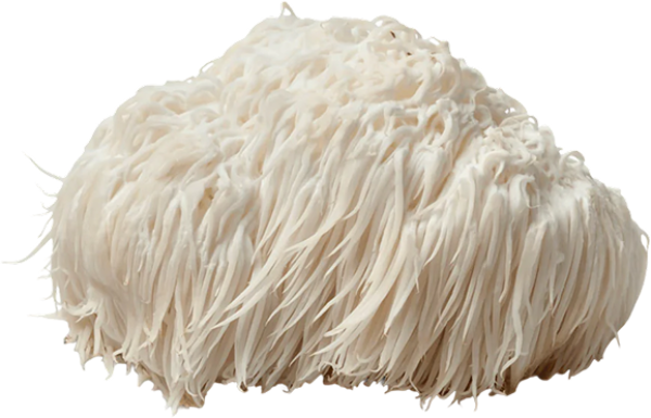 White, shaggy mushroom with long, thin strands.