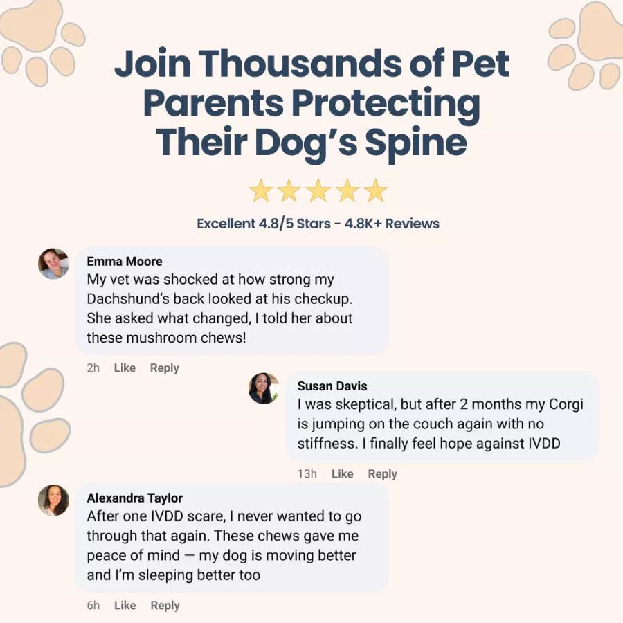 An advertisement for a dog spine health product featuring positive customer reviews and a 4.8-star rating.