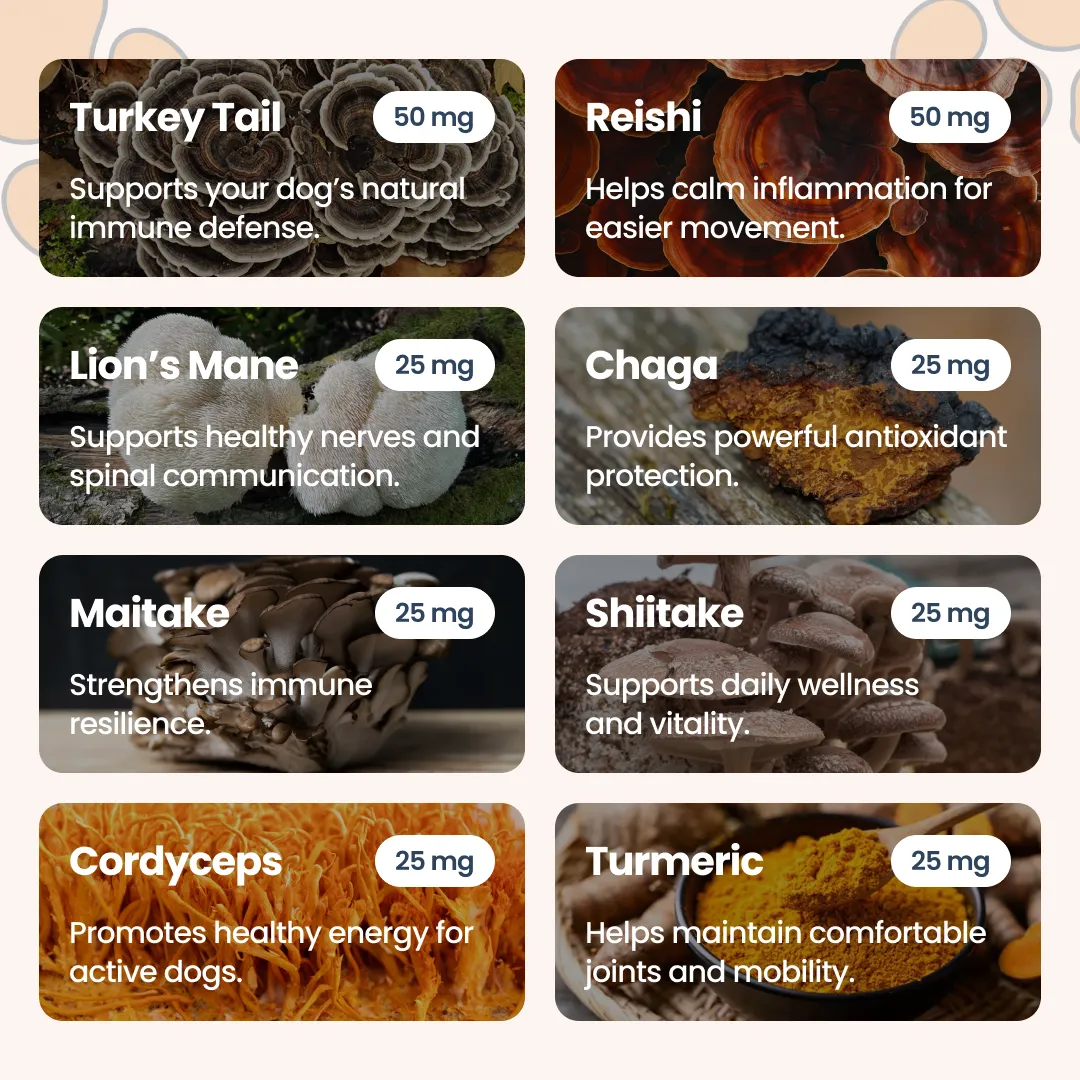 An infographic of eight mushrooms and spices detailing their health benefits and dosage for dogs.