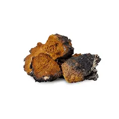 Brown and black chaga mushrooms on a white background.