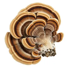 Brown and tan striped mushroom with wavy edges on a white background.