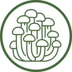 A green line art icon of a cluster of mushrooms inside a circle on a black background.