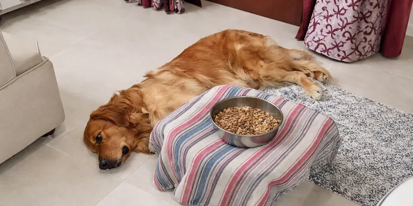 A golden retriever lays on a tiled floor next to a full bowl of dog food.