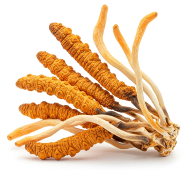 Cluster of orange and white cordyceps mushrooms on a white background.