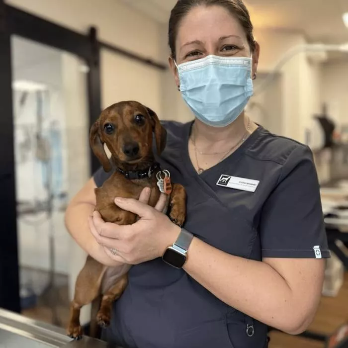 Person wearing a mask holding a small brown dog in a veterinary clinic.
