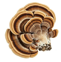Brown and beige striped mushroom with a fan-like shape.