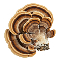 Close-up of a brown and beige striped mushroom on a white background.