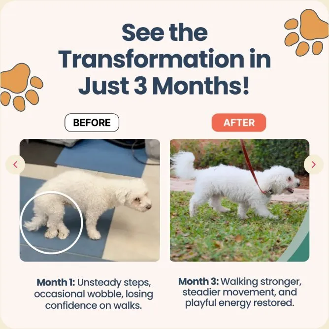 A before-and-after image showing a small white dog's mobility improving from unsteady to walking stronger outdoors.