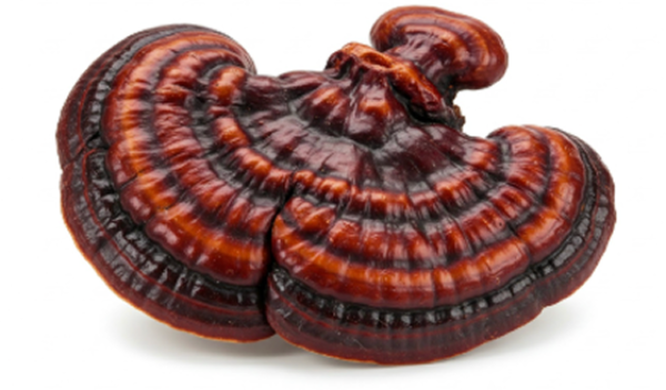 A large, brown, fan-shaped mushroom with a glossy surface.
