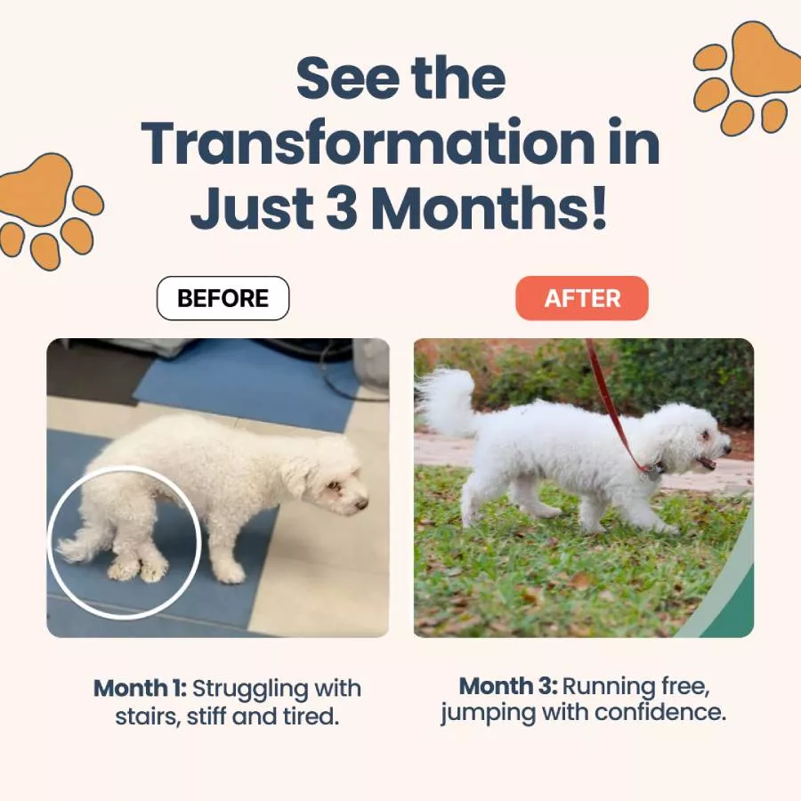 A before and after image showing a small white dog's transformation from stiff and tired to active and running.