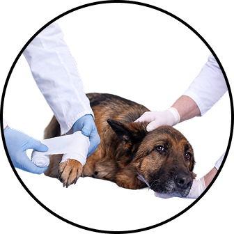 Veterinarians in white coats and blue gloves bandaging the paw of a German Shepherd dog.