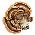 A turkey tail mushroom with concentric rings of brown, tan, and black against a white background.