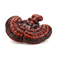 A glossy, reddish-brown, fan-shaped Reishi mushroom against a white background.