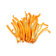 A small pile of dried, orange Cordyceps mushrooms against a white background.