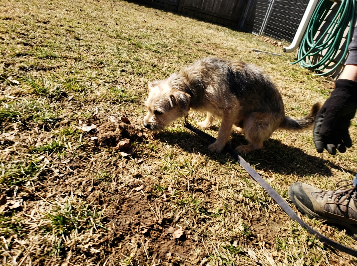 A small, scruffy terrier mix on a leash sniffs at a patch of dirt in a yard.