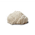 A single, shaggy, white Lion's Mane mushroom on a white background.