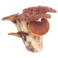 A cluster of reddish-brown, fan-shaped mushrooms growing on a piece of wood against a white background.