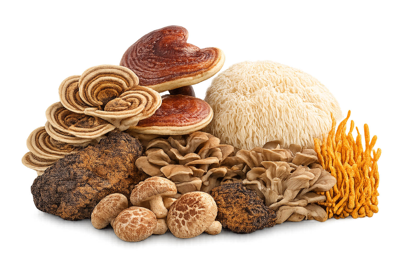 A still life arrangement of many different types of mushrooms against a dark, gradient background.